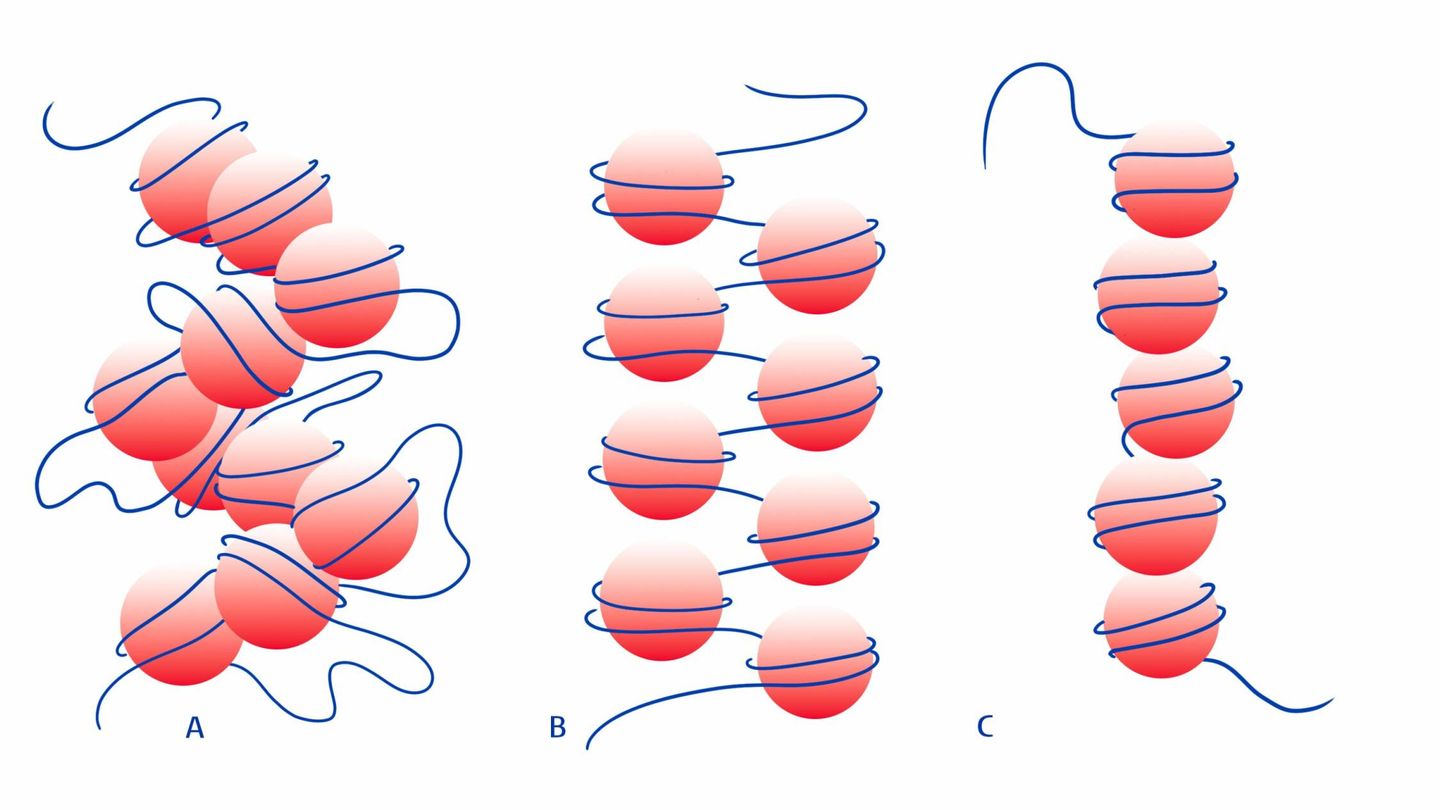 Las tres estructuras de los telómeros. (Universidad de Leiden)
