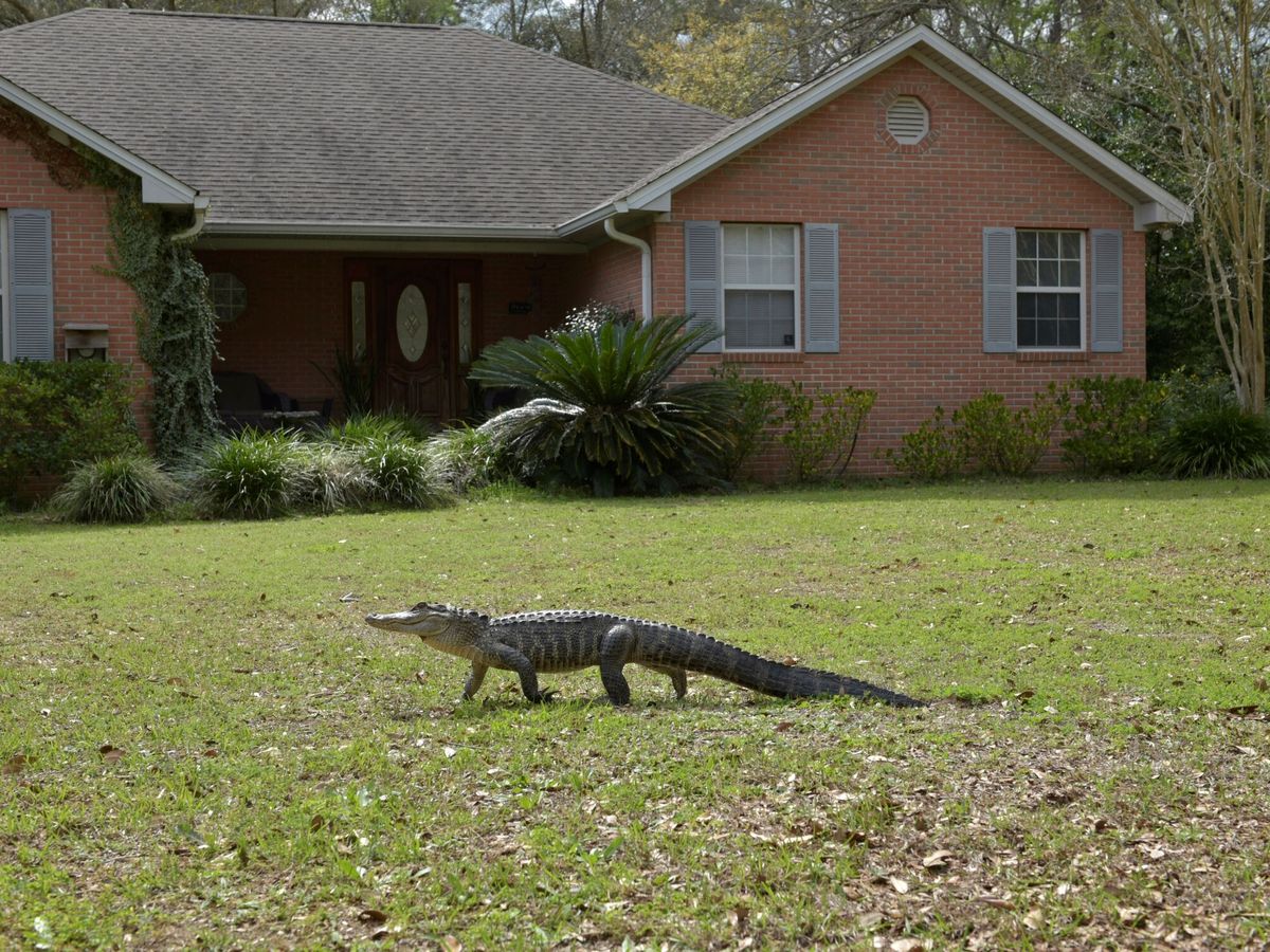 Foto: Un cocodrilo se pasea por un jardín (EFE/Tony Young)