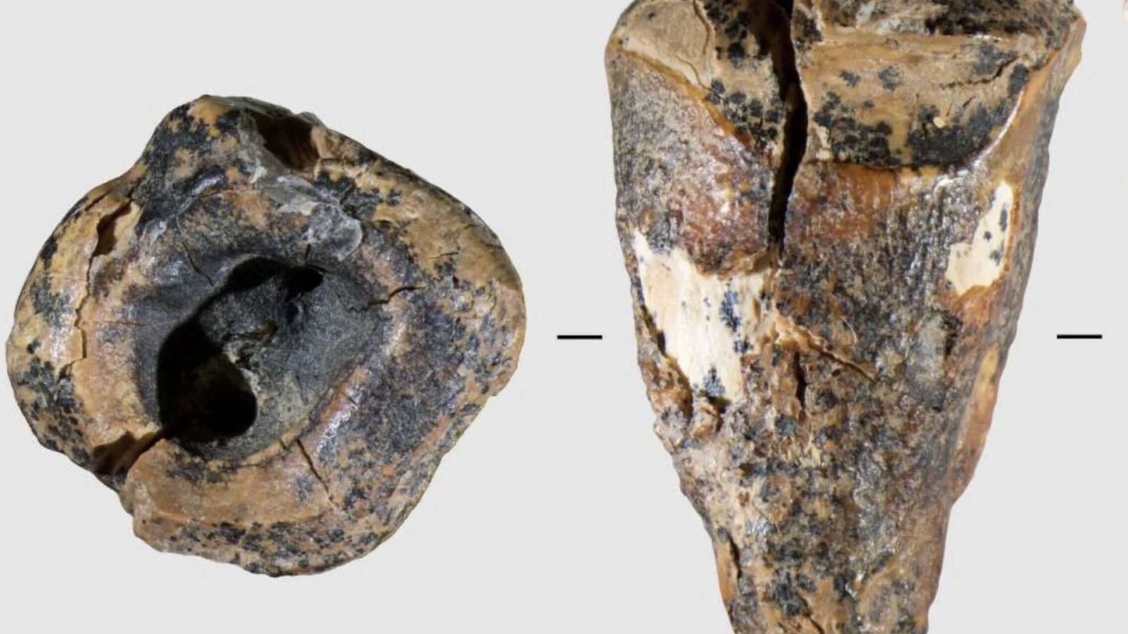 Un diente con 59.000 años revela que la odontología neandertal era digna de una película de terror