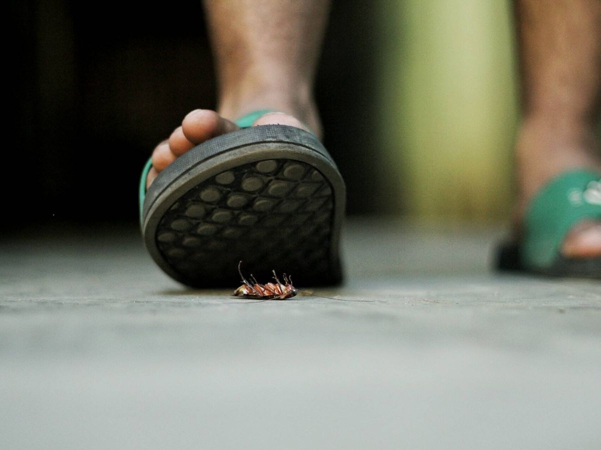 Foto: La OMS advierte de los problemas para la salud si pisas una cucaracha (Nowshad Arefin para Unsplash)