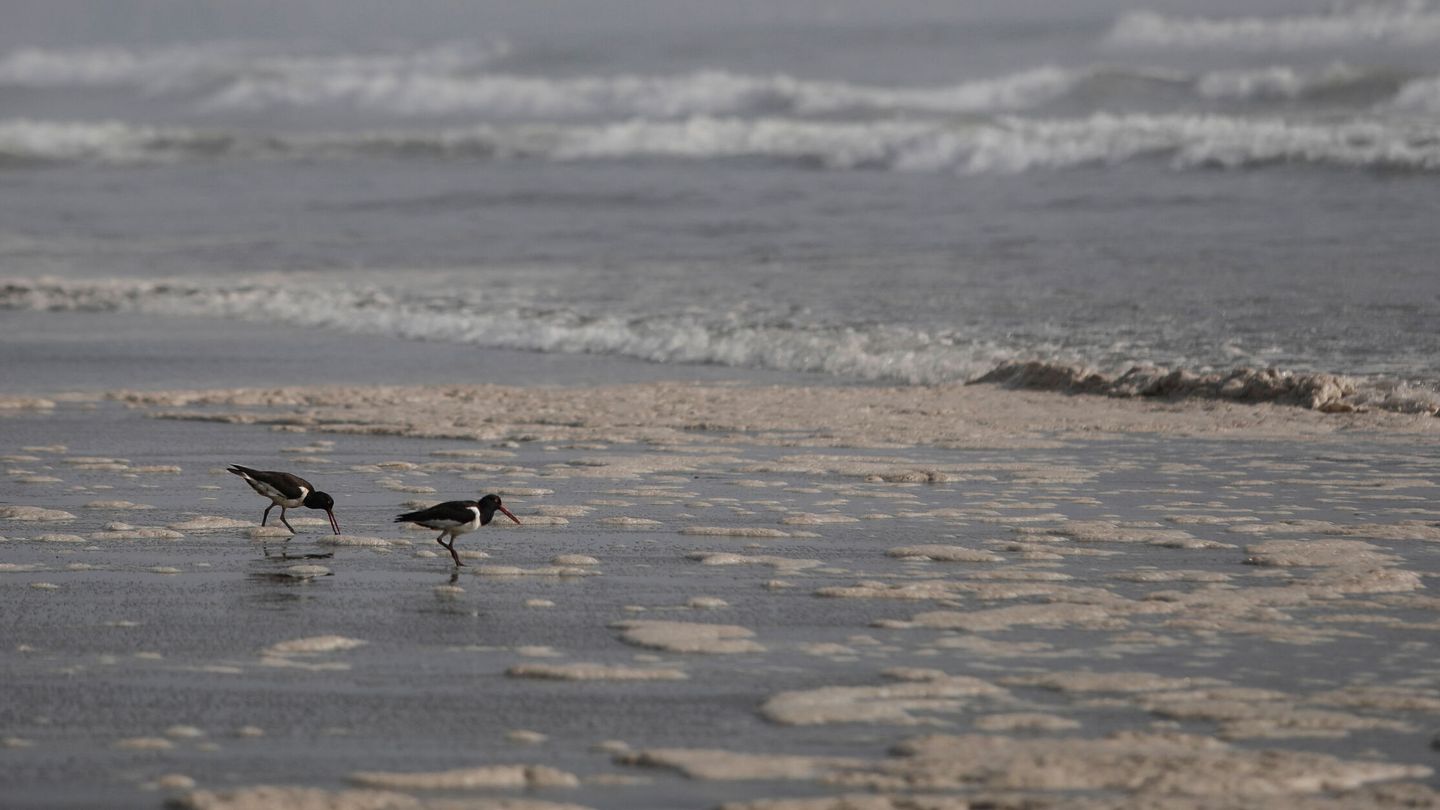 Aves marinas buscando comida entre el vertido de petróleo en Perú. (Reuters/Angela Ponce)