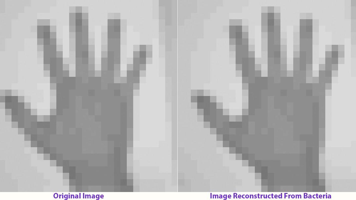 A la izquierda, imagen insertada en una bacteria. A la derecha, imagen reconstruida con la información extraída de la bacteria (Seth Shipman) 