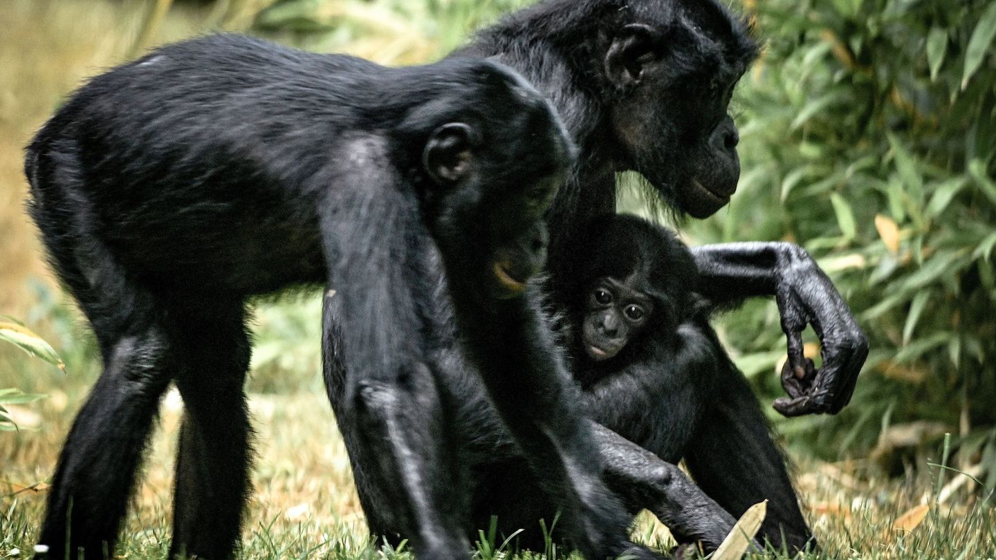 Bonobos en el Zoo de Colonia, en Alemania. (EFE)