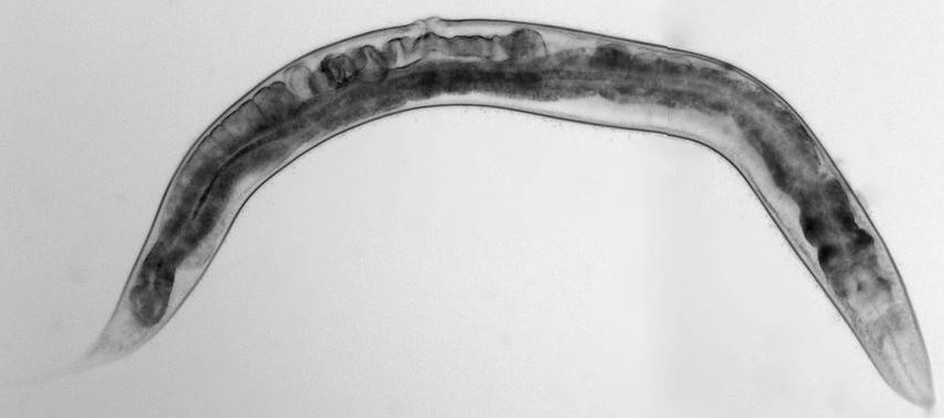 'Caenorhabditis elegans', el gusano utilizado en el estudio. (Adolfo Sánchez-Blanco)