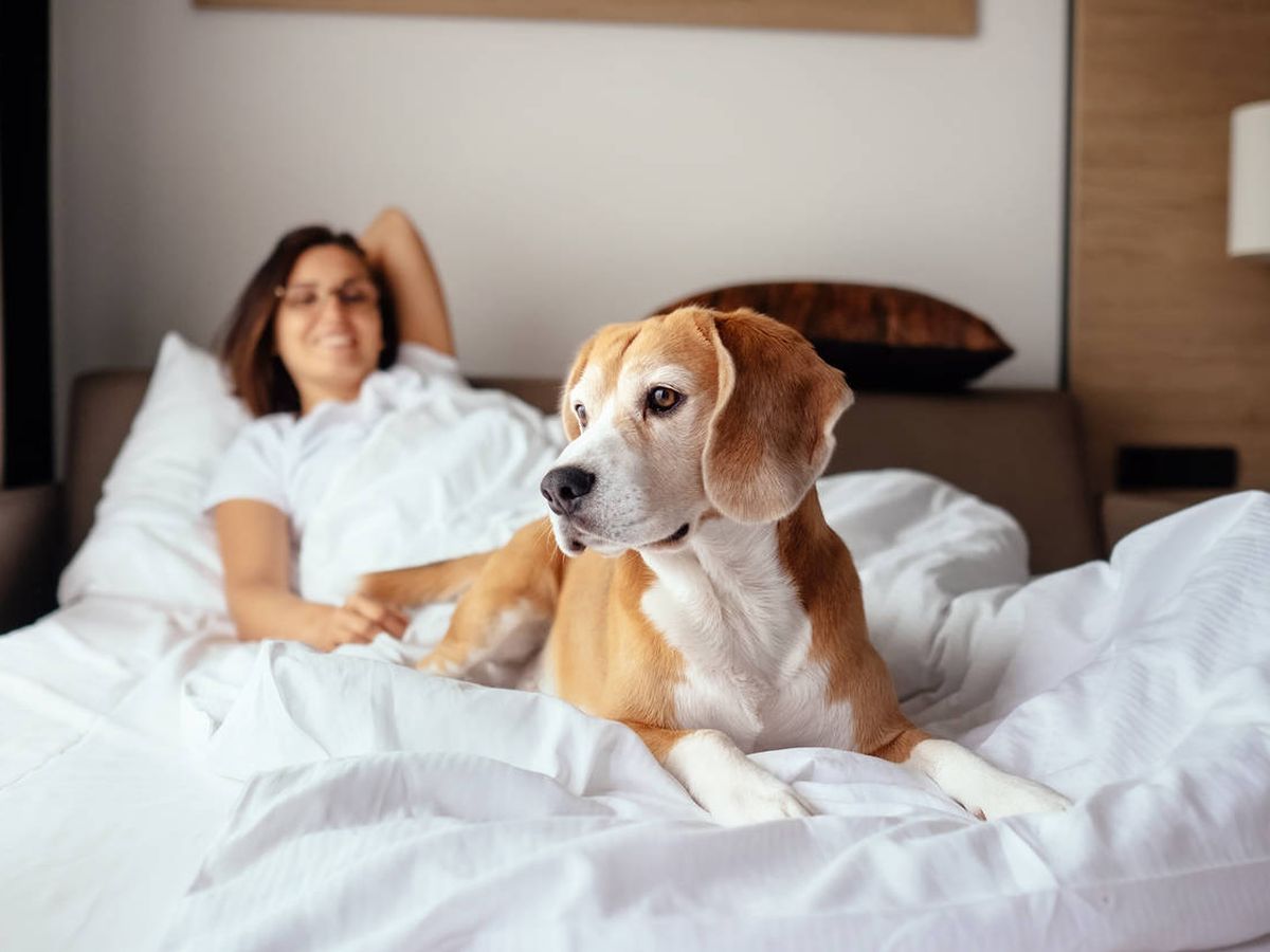 Dormir con tu perro en la cama: cuándo puedes hacerlo y cuándo no deberías