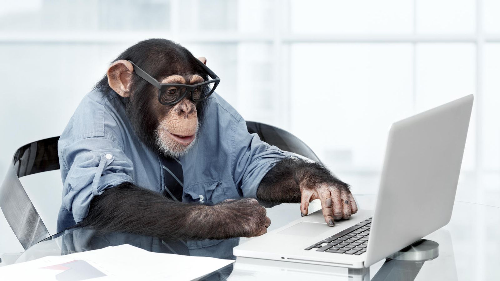 Foto: ¿Puede trabajar un chimpancé en Goldman Sachs? (iStock)