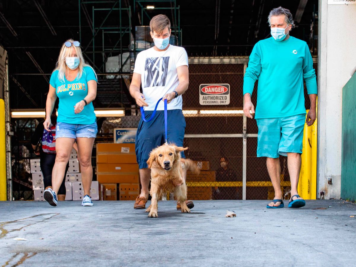 Foto: Uno de los perros rescatados abandona el aeropuerto con su nueva familia (Golden Rescue South Florida)