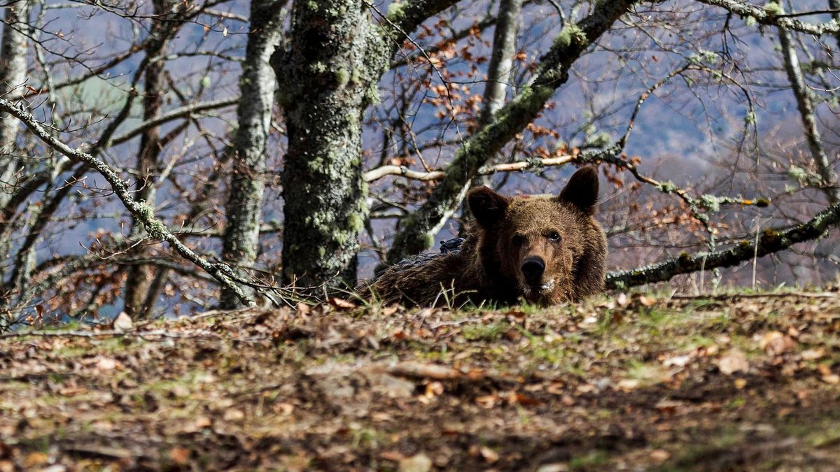 El oso pardo es el nuevo jabalí: las razones del extraño ataque a una mujer en Asturias