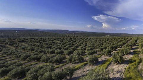 El sector del olivar se enfrenta a la campaña más seca de este siglo