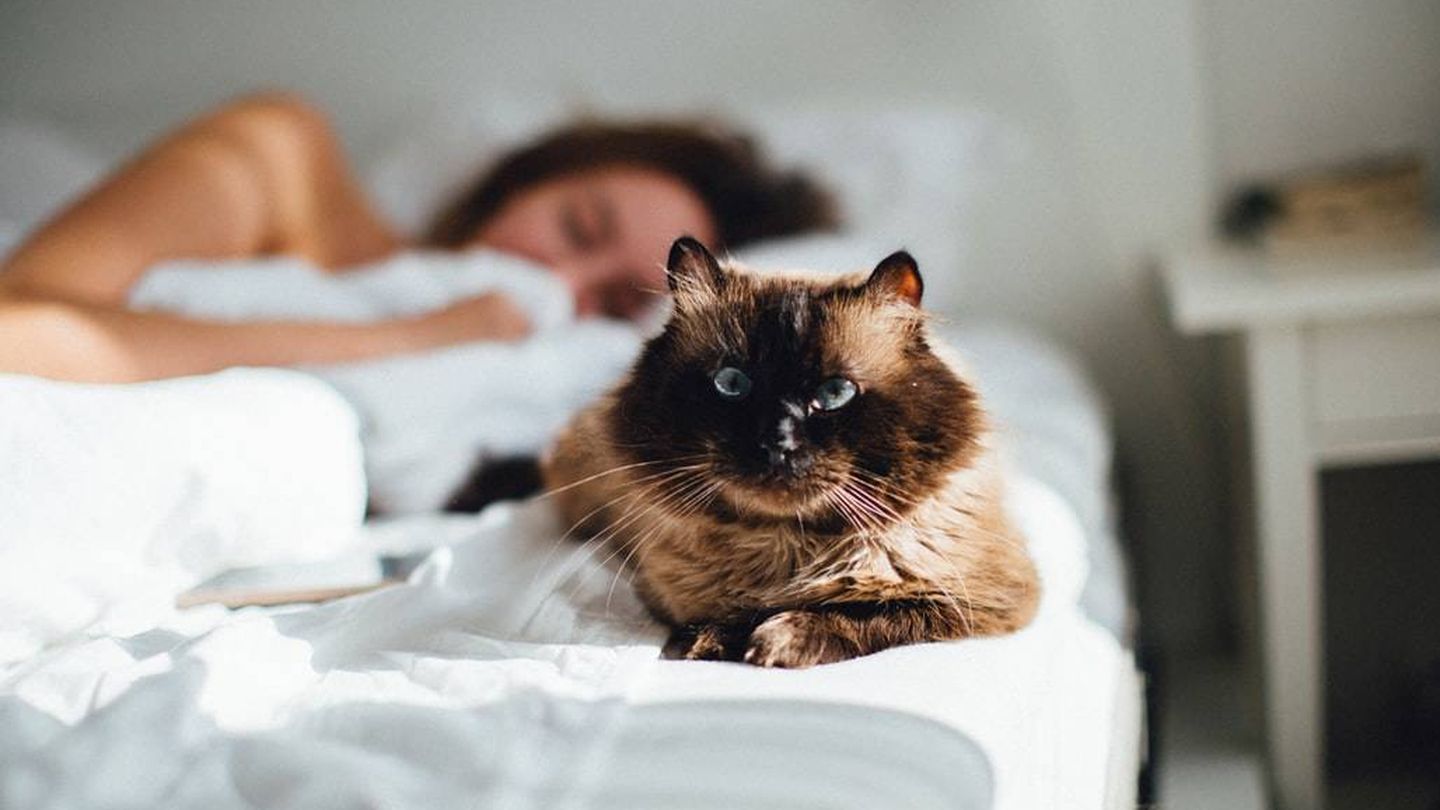 Un gato se posa en la cama de su cuidadora. (Foto: Adam Kuylenstierna-Unsplash)