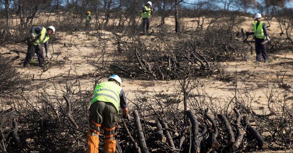 Foto: Trabajos reforestación en la zona afectada por el incendio de Moguer, verano de 2017 (EFE)