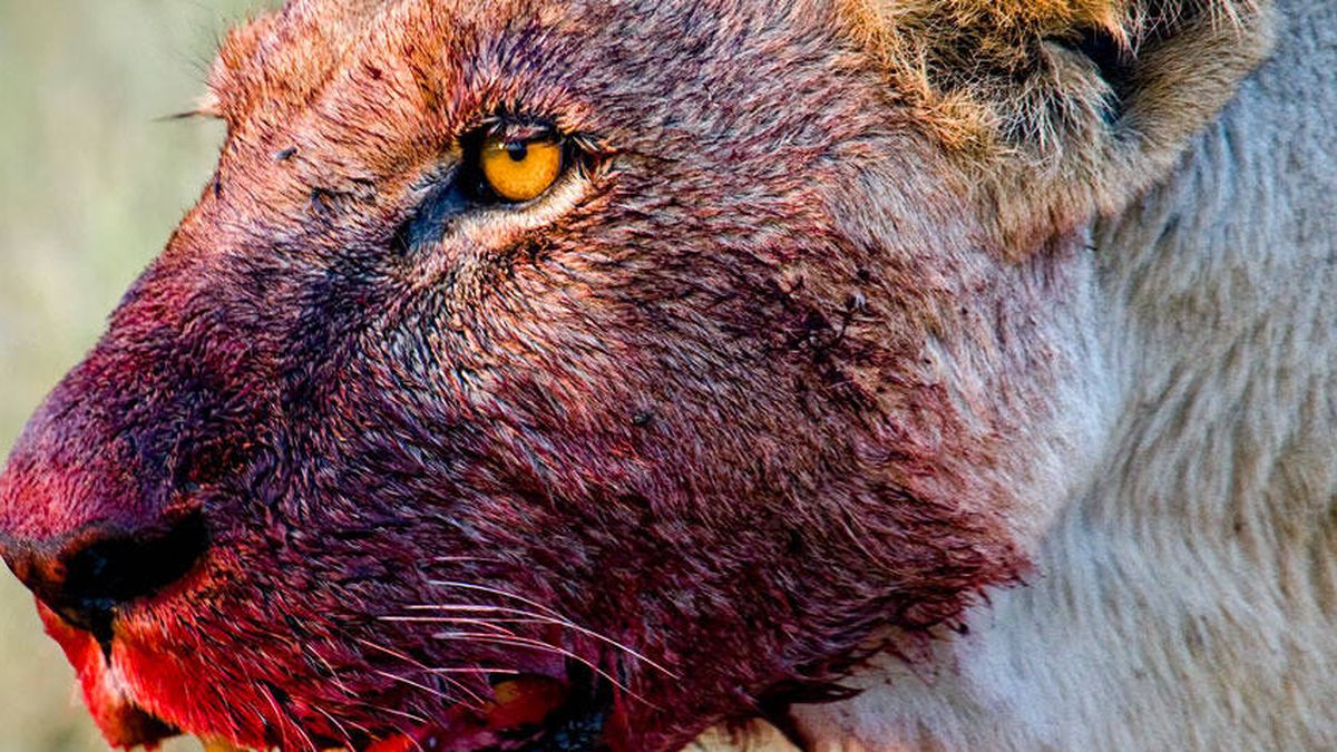 Resuelto el misterio de los leones 'devoradores de personas' de Kenia
