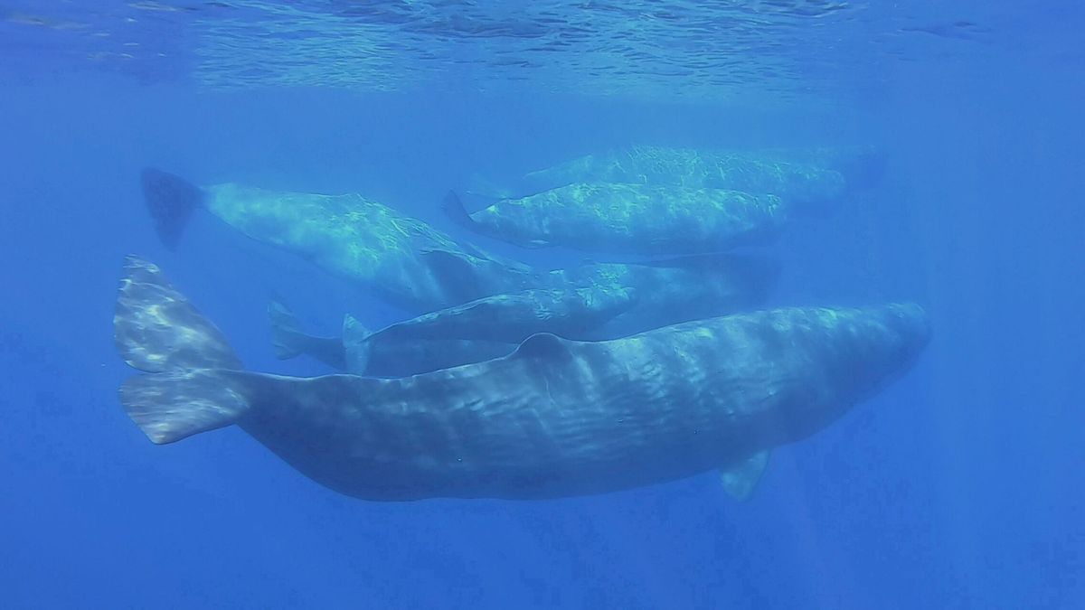 Los sonidos de las ballenas son lo más parecido que existe al lenguaje humano