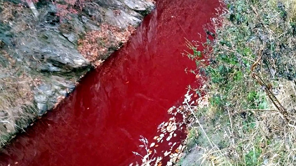 Un río de Corea se tiñe de rojo por la sangre de 47.000 cerdos sacrificados