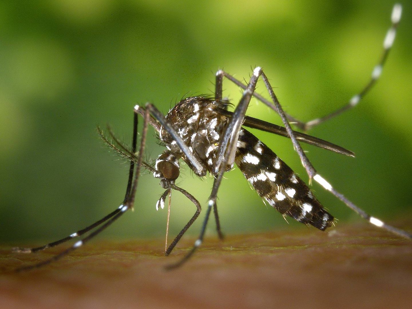 Un ejemplar de mosquito tigre pica a una persona (Pixabay)