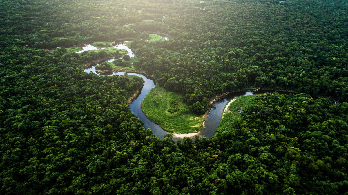 Un "punto de inflexión" dramático: por qué la selva amazónica puede convertirse en sabana