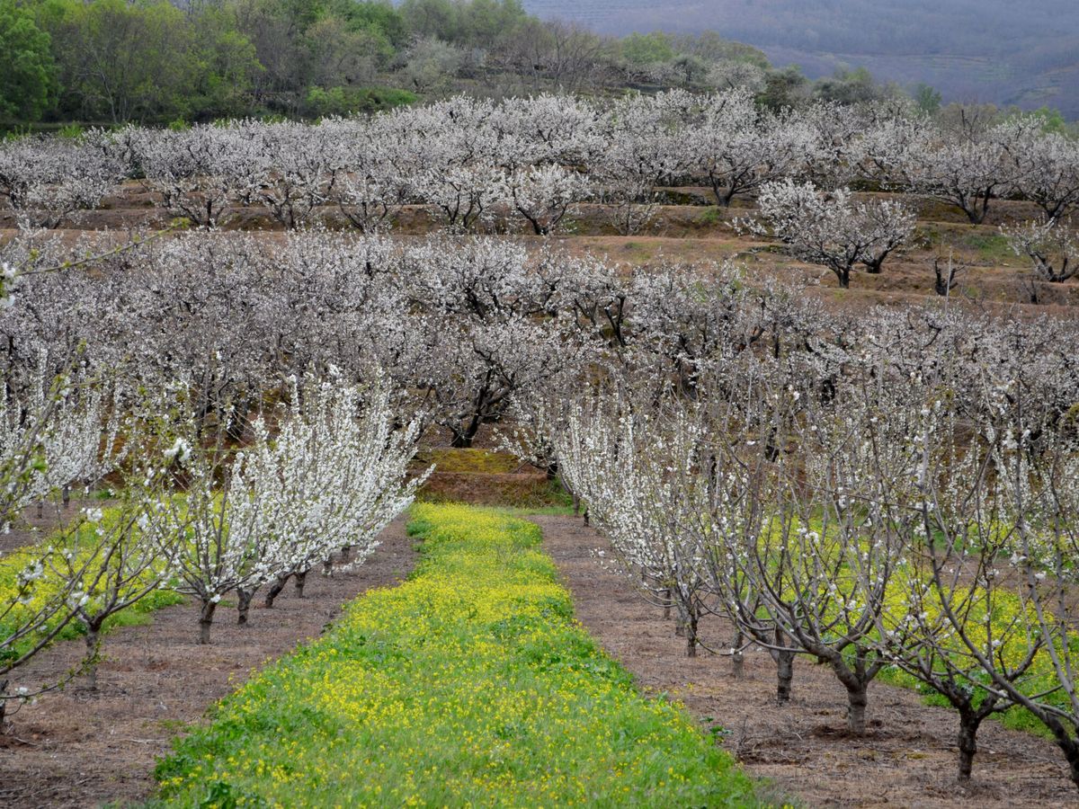 Foto: El Valle del Jerte es uno de los mejores lugares para ver la floración del cerezo (EFE/Eduardo Palomo)