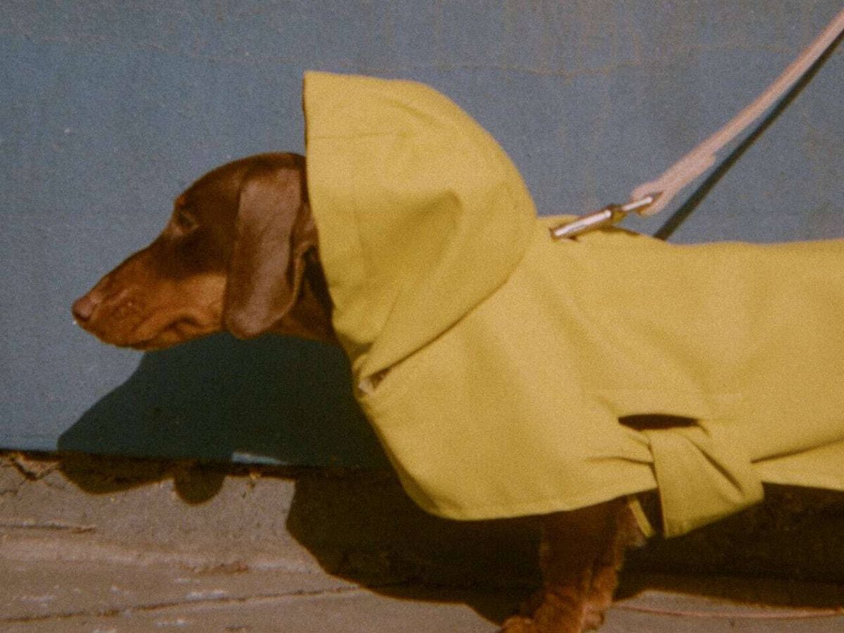 Foto: Descubre cómo es la nueva colección de Zara para vestir a tu perro. (Cortesía)