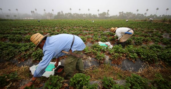 Foto: Trabajadores recolectan fresas en el Rancho Santa Fe, en California. (Reuters)