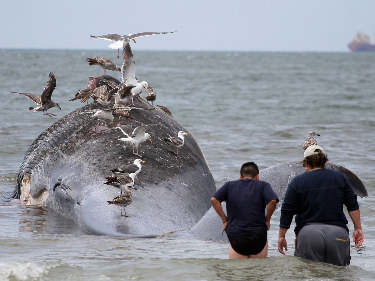 Foto: Una ballena gris de 17 metros varada en Baja California, México (EFE/Alejandro Zepeda)