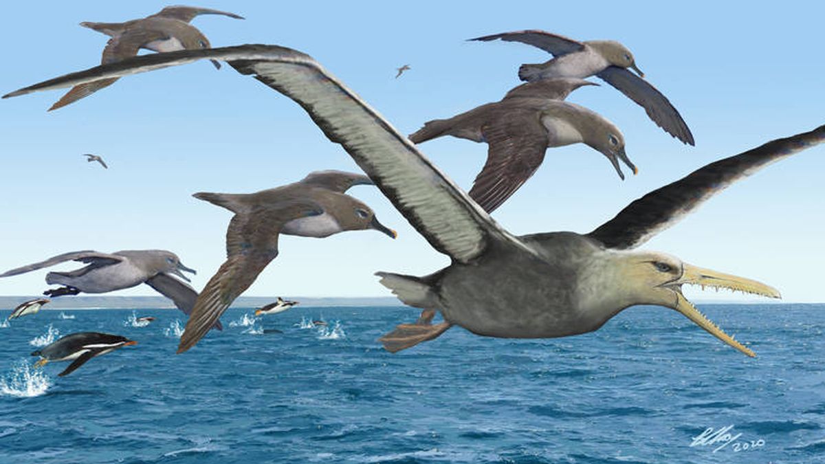 Así eran las aves prehistóricas depredadoras más grandes de la historia