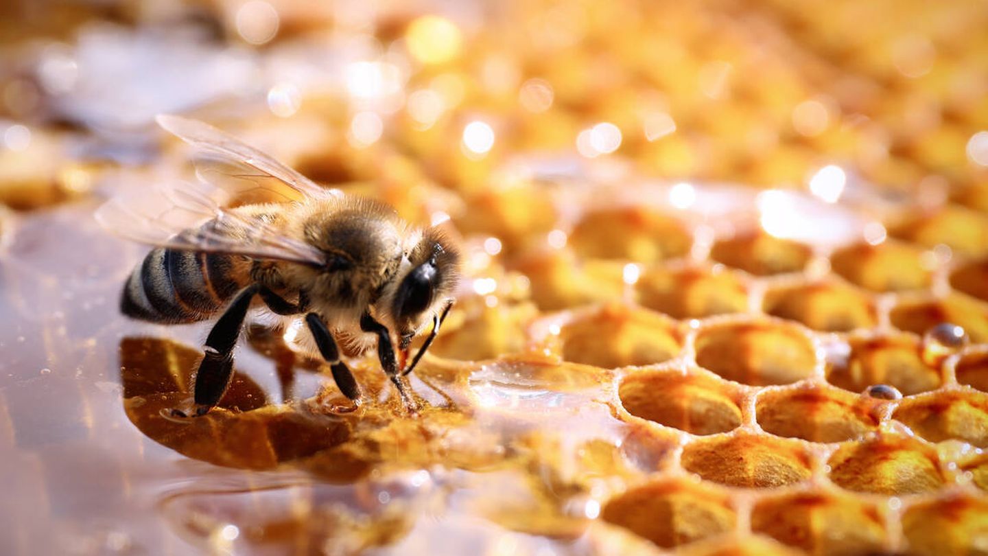 La manosa mata a las abejas de la miel.  (iStock)