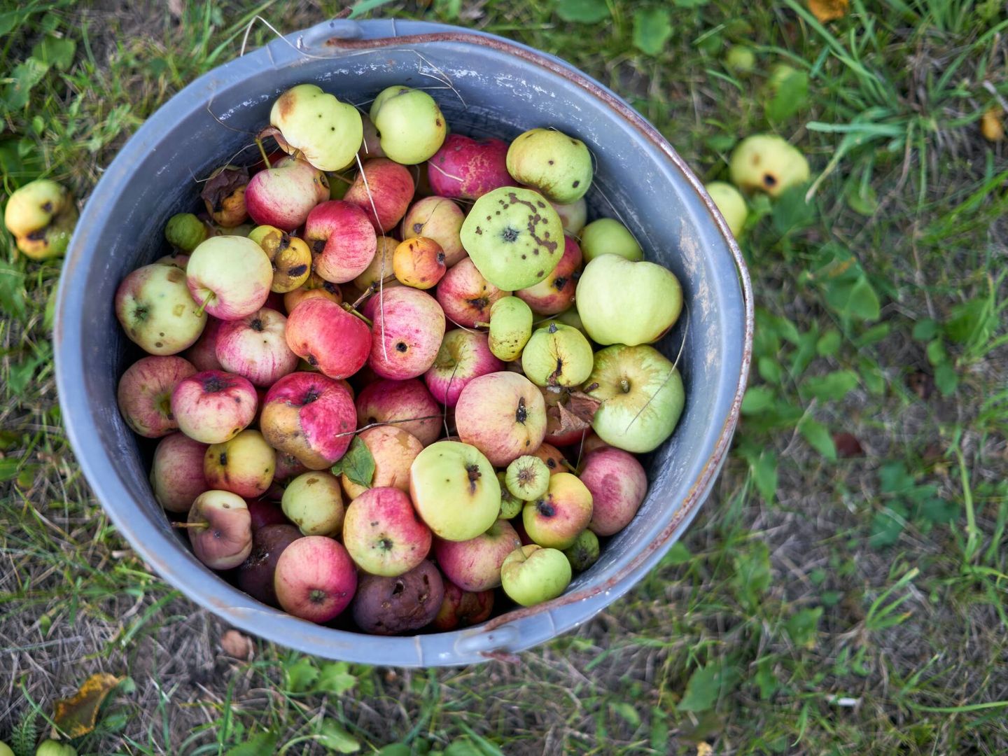 Producto de una plantación ecológica de manzanas. Unsplash