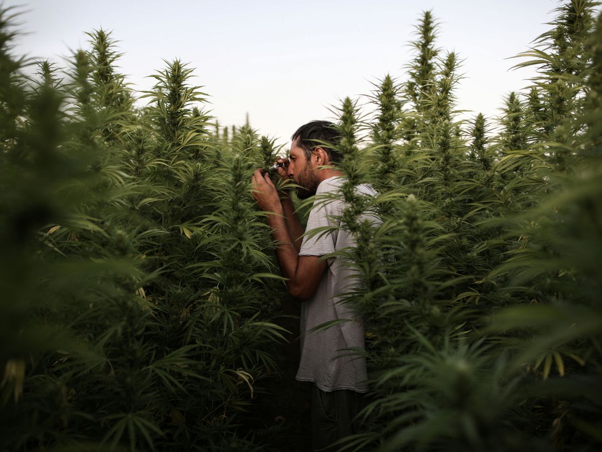 Foto: Cultivo de cannabis medicinal. (Reuters)