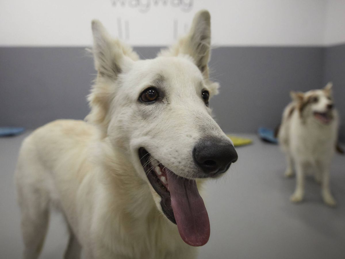 Foto: Los perros afectados habían estado en guarderías u hoteles caninos (Jesús Hellín)