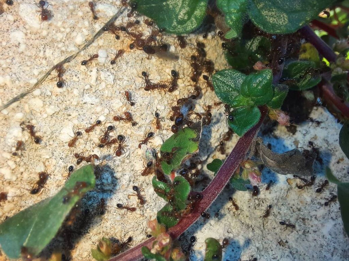 Foto: El remedio para las plagas de hormigas que nunca esperamos: lo tienes en tu cocina y lo consumes cada día. (Instituto de Biología Evolutiva)