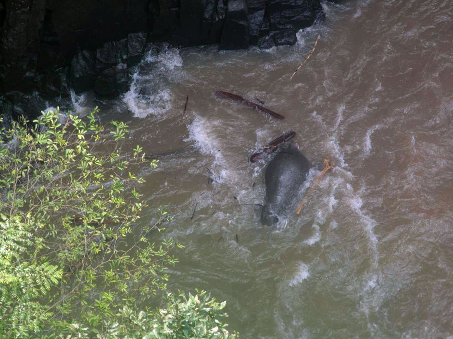 Los elefantes murieron ahogados y deben sacar sus cuerpos del agua para no contaminar el río