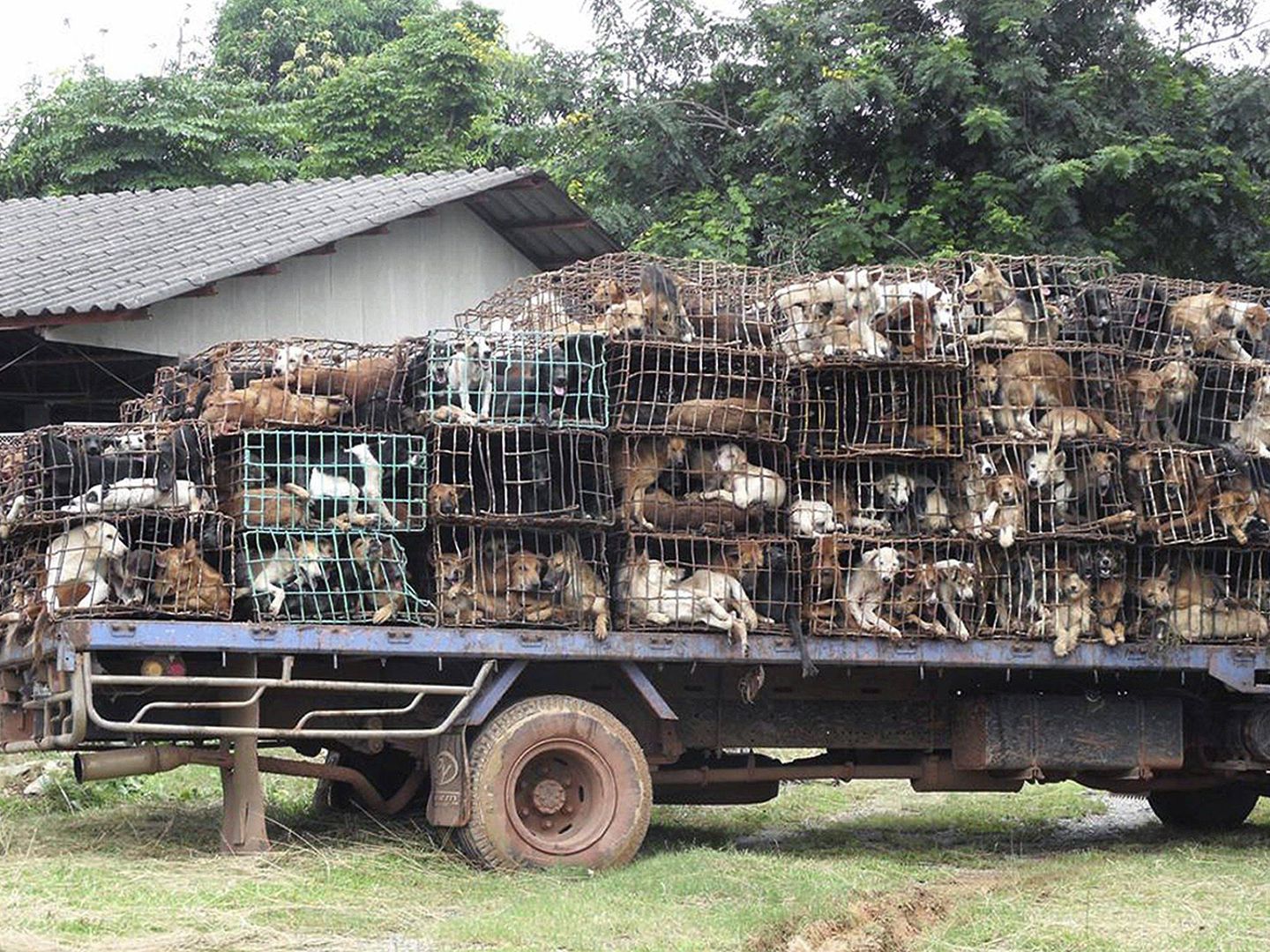El contrabando de perros entre Tailandia y Vietnam es habitual (EFE)
