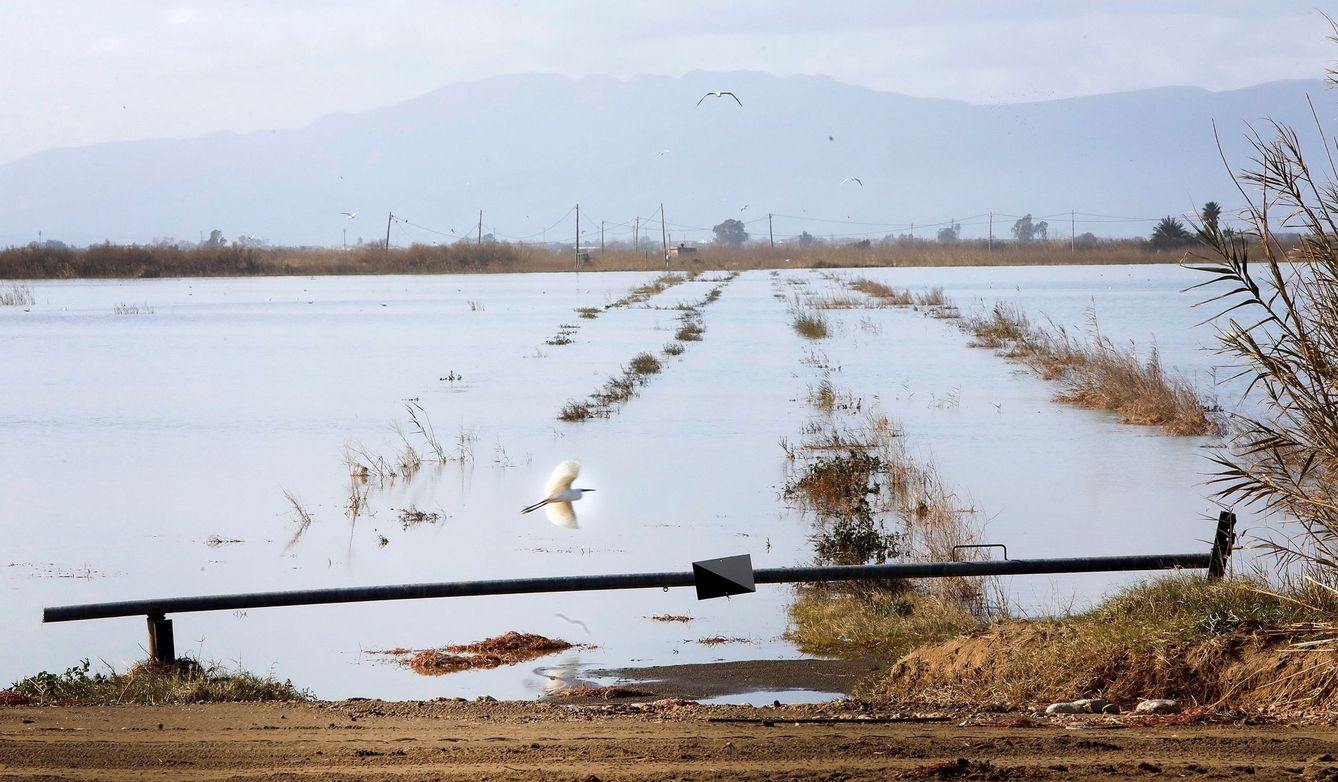 Foto: Cultivos de arrozales totalmente inundados del Delta del Ebro. (EFE)