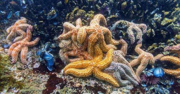 Foto: Foto de archivo de estrellas de mar bajo un bosque de kelp, algas pardas de gran tamaño y valor ecológico. (EFE)