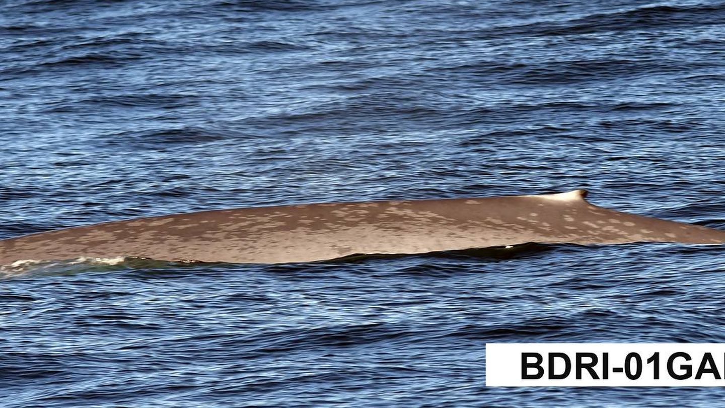 Otra de las ballenas recientemente avistadas en Galicia (BDRI)