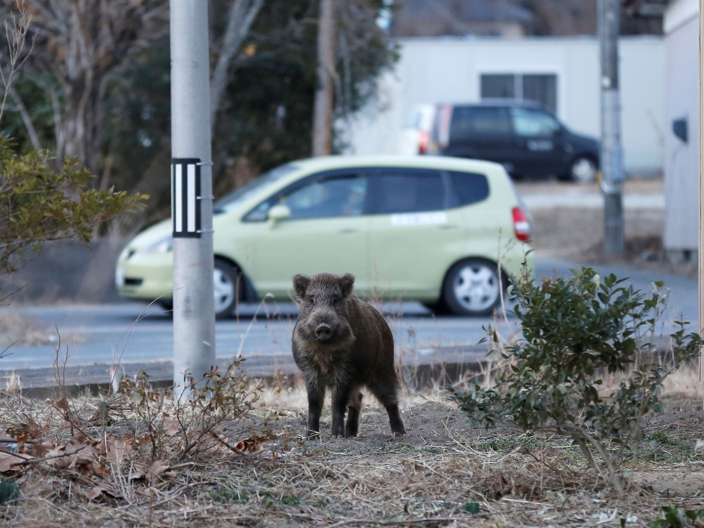 Un jabalí en una zona residencial cerca de Fukushima, el 1 de marzo de 2017. (Reuters)