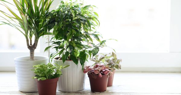 Foto: Las plantas ayudan a crear un ambiente saludable en casa. (iStock)