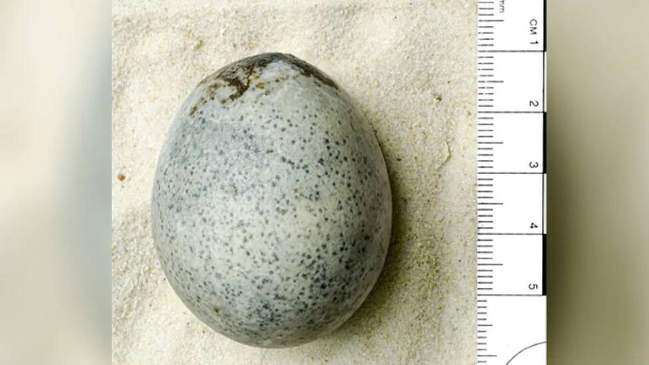 Foto: Imagen del huevo de hace 1.700 años intacto y con líquido en su interior encontando durante unas excavaciones arqueológicas en Inglaterra. (Oxford Archaeology)