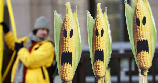 Foto:  Protestas de Greenpeace en contra del maíz transgénico (Reuters)