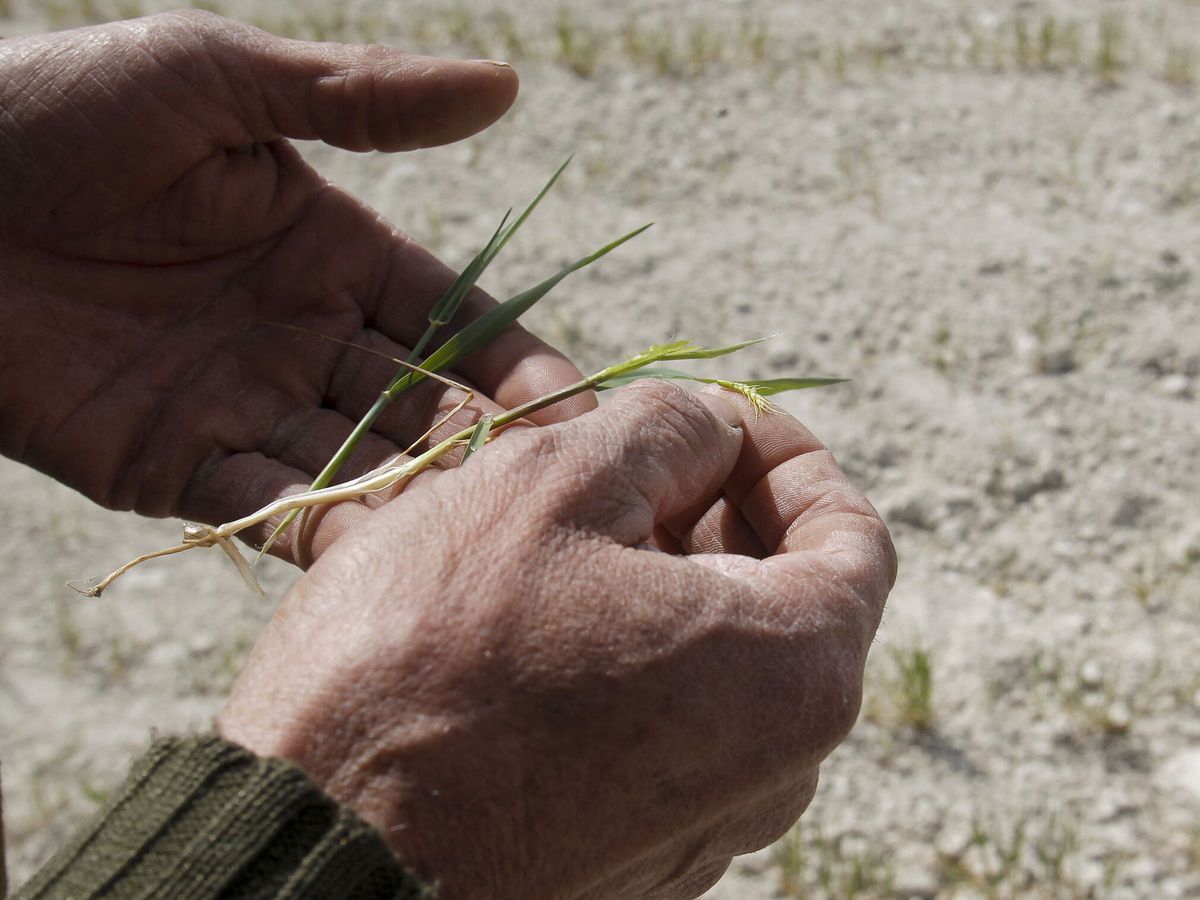Foto: Un labrador muestra los efectos devastadores que la sequía y el calor producen sobre su plantación de cereal. (EFE/Morell)