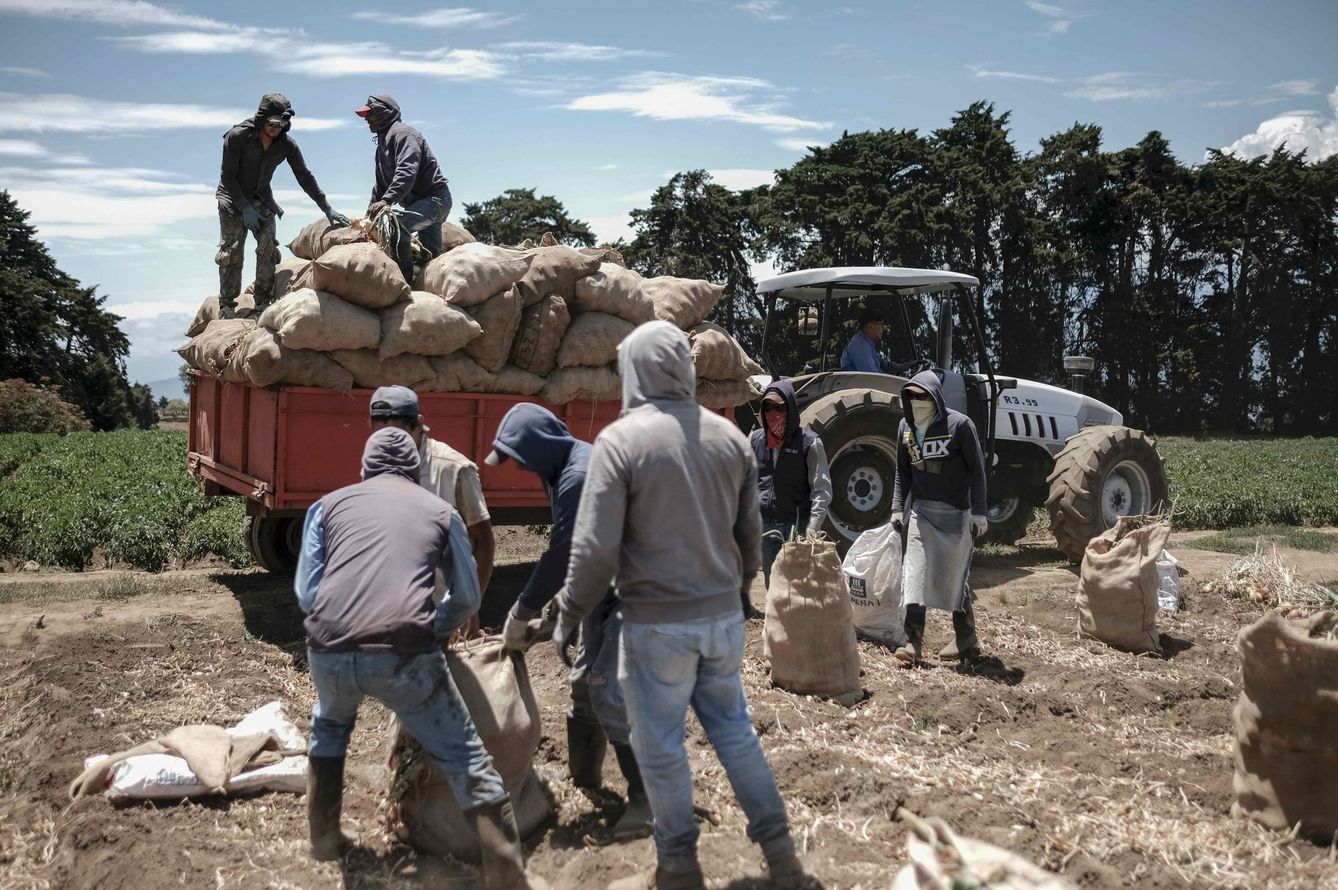 Temporeros recogen patatas en una explotación. (EFE)
