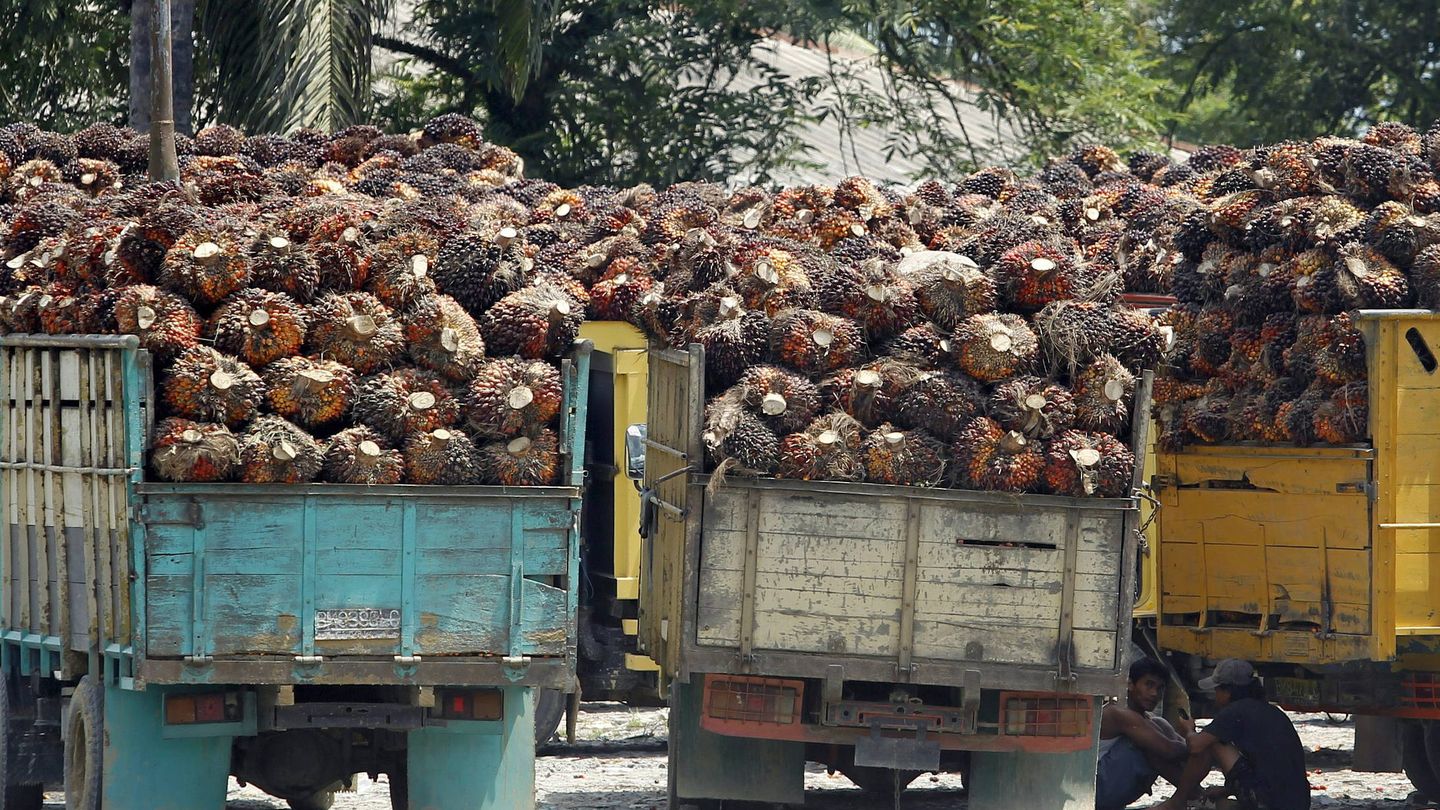 La producción de aceite de palma limita el hábitat de especies amenazadas. (EFE/EPA/Bagus Indahono)