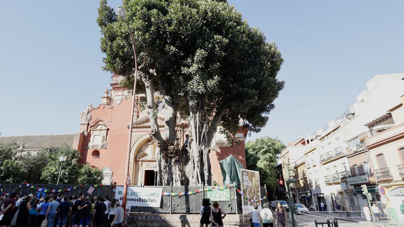El ficus de la polémica: Sevilla se encadena para evitar la tala de un árbol centenario en una iglesia