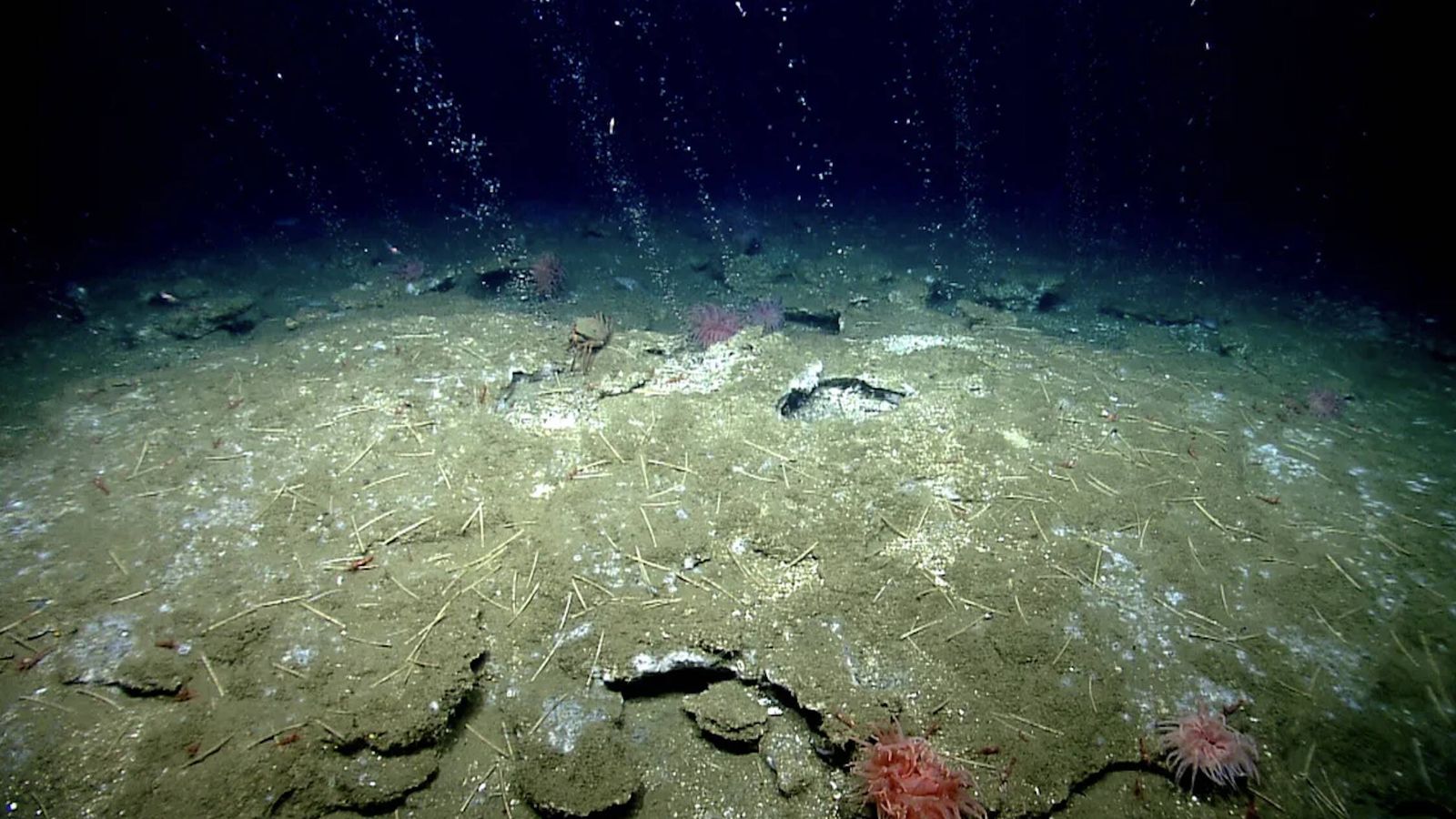 Exploran el fondo del océano y encuentran una 'bomba tectónica' que impulsa billones de microorganismos desde las profundidades