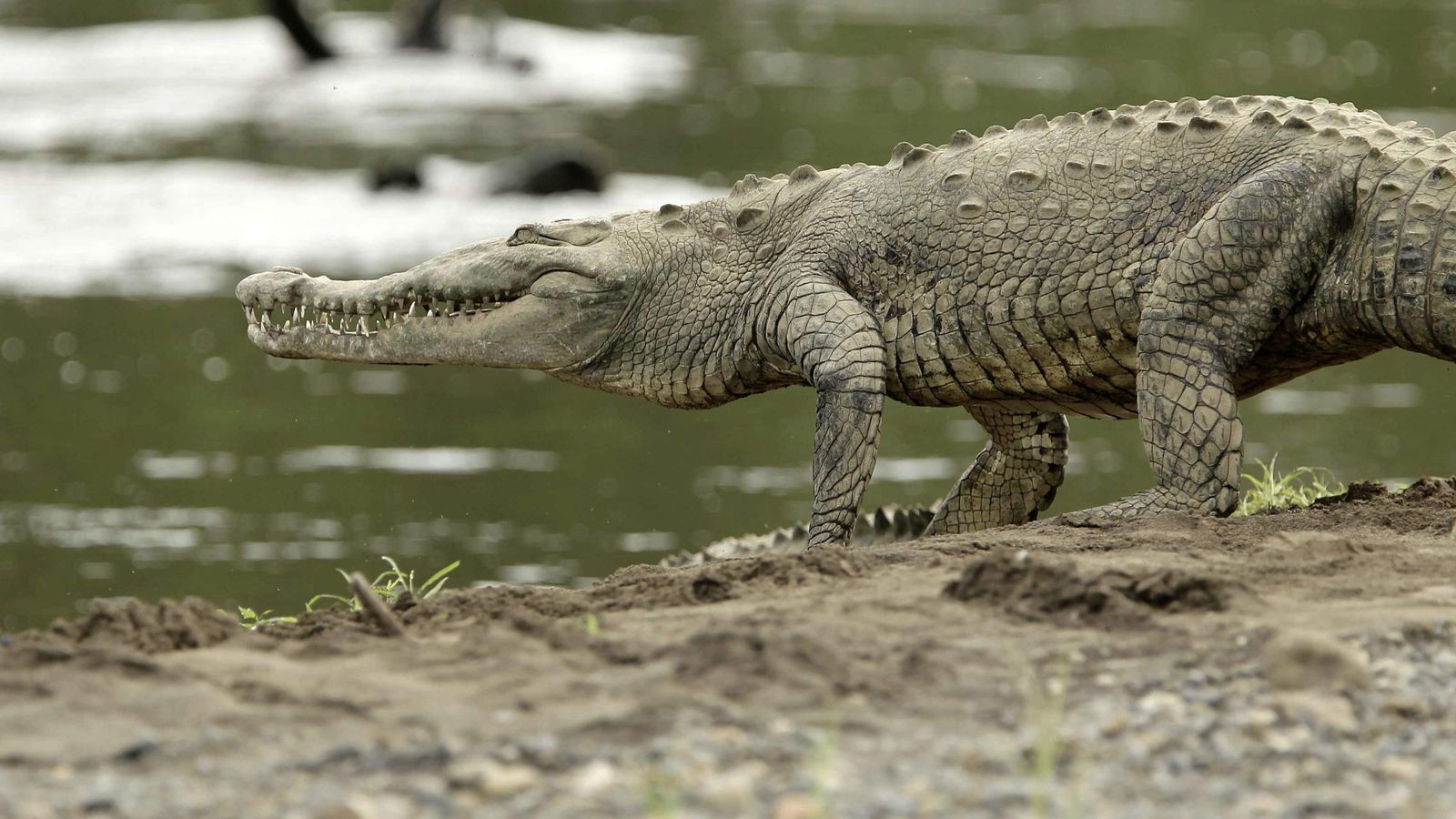 Foto: ¿Cuánta tarda el cocodrilo en llegar al otro lado?. (EC)
