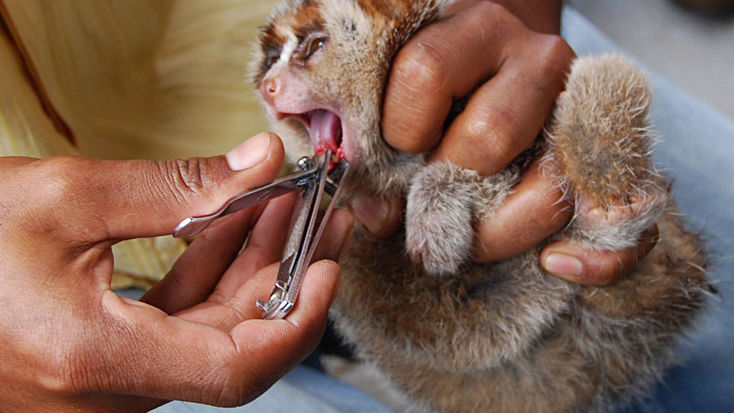 A los loris jóvenes se les arrancan los dientes. (Wikipedia)
