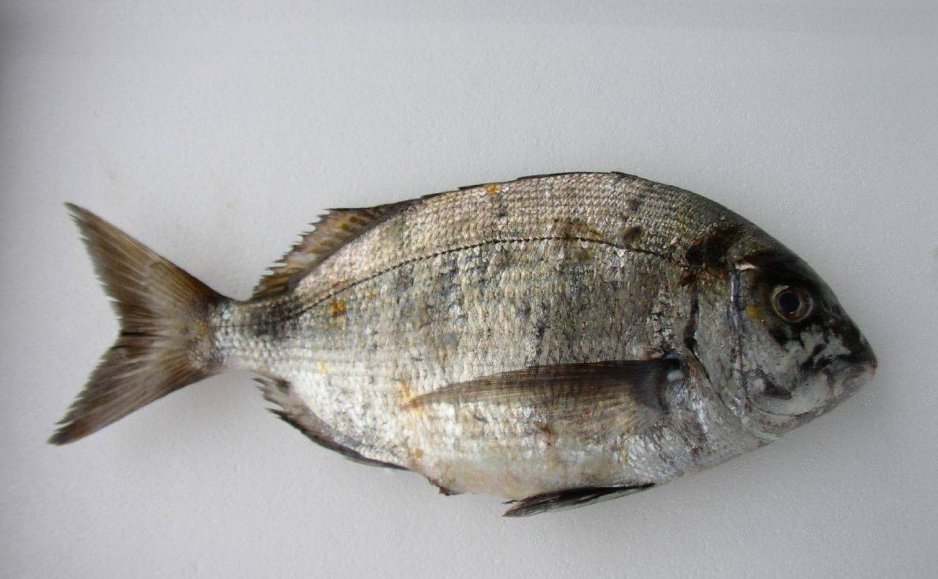 Sargo, un pescado blanco propio del verano.
