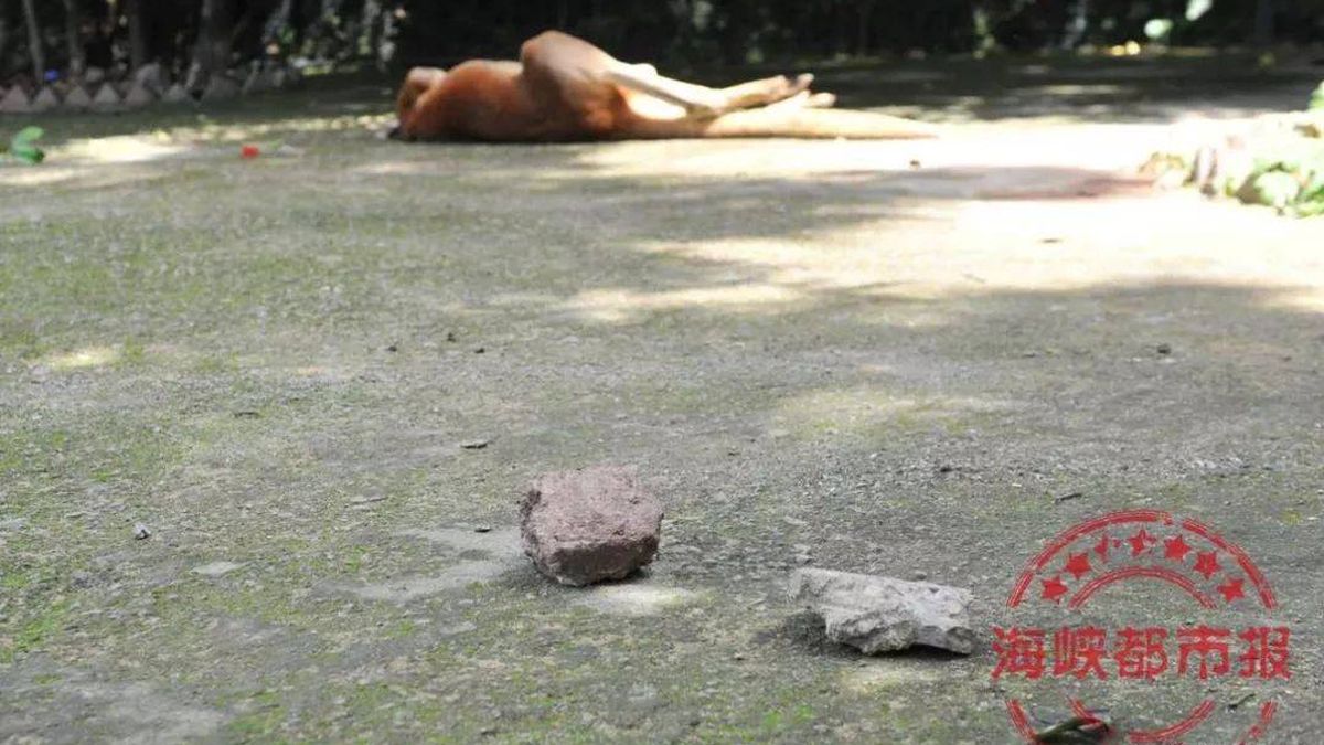 Un canguro muere en un zoo de China apedreado por el público para que saltara