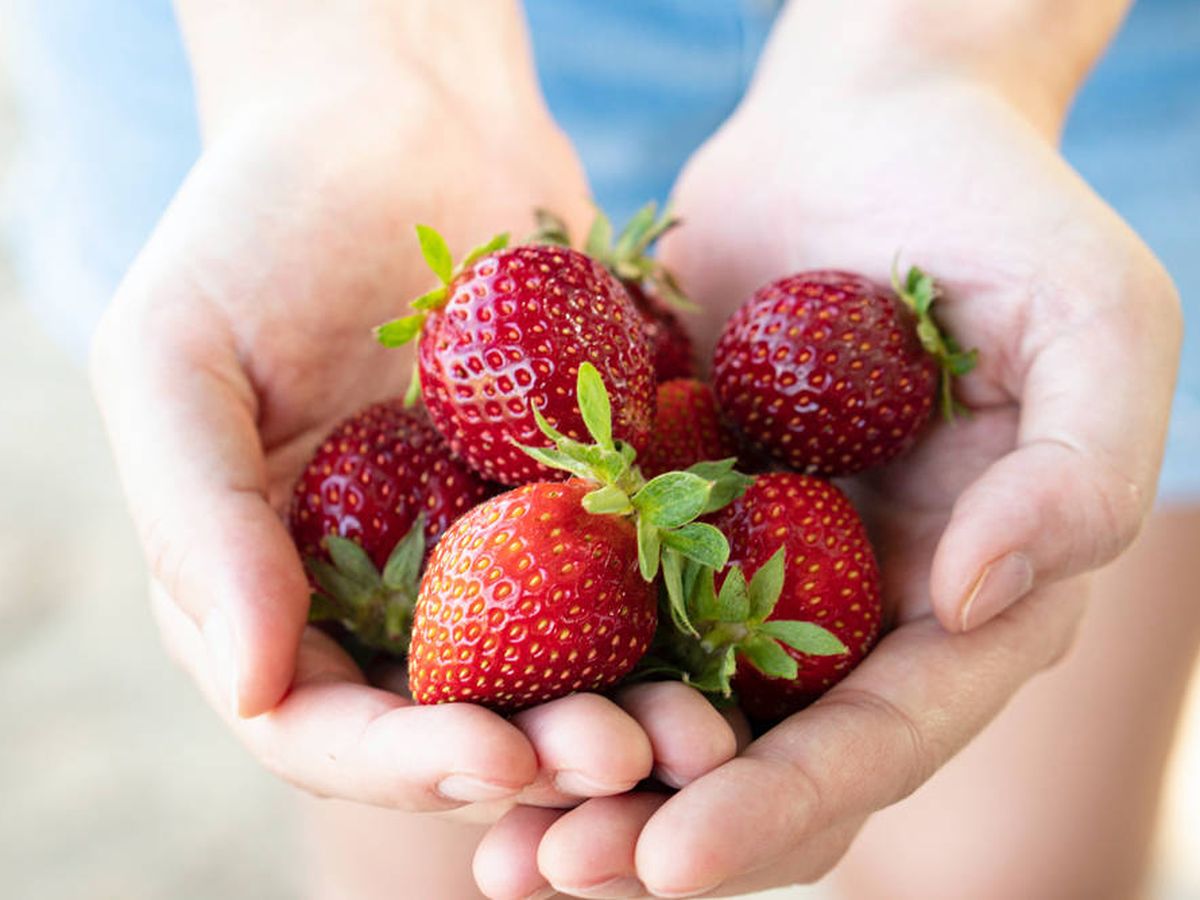 Foto: Las fresas son una de las mejores frutas para adelgazar (Casey Chae para Unsplash)