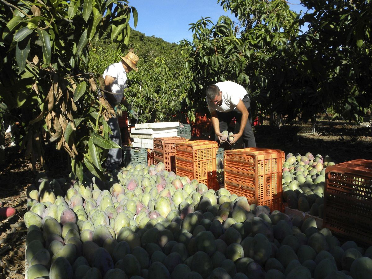 Foto: Agricultores durante la recogida de la producción de mango en la comarca malagueña de la Axarquía. (EFE) 